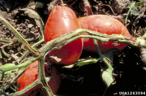Bacterial canker tomato digital document .jpg